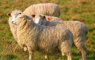 娱乐吃瓜酱羊羊