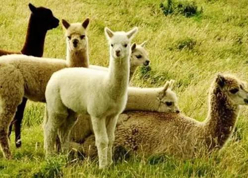 娱乐吃瓜酱羊羊